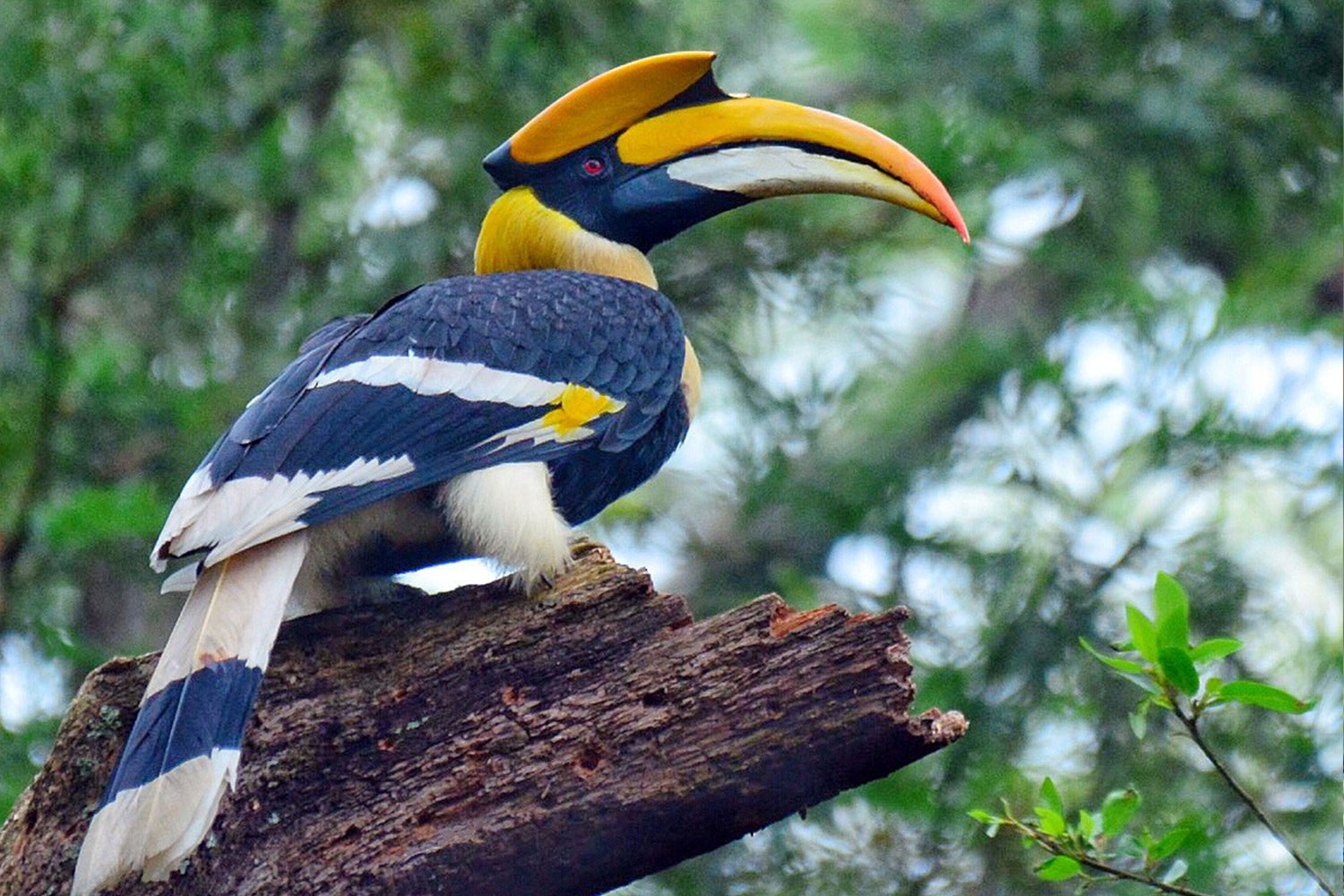 Asian Adventures India | Kaziranga National Park | Birdwatching Near  Guwahati