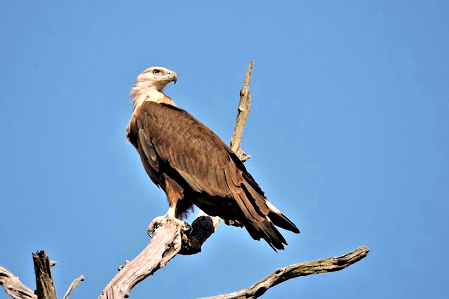 Kaziranga National Park | Birdwatching Near Guwahati