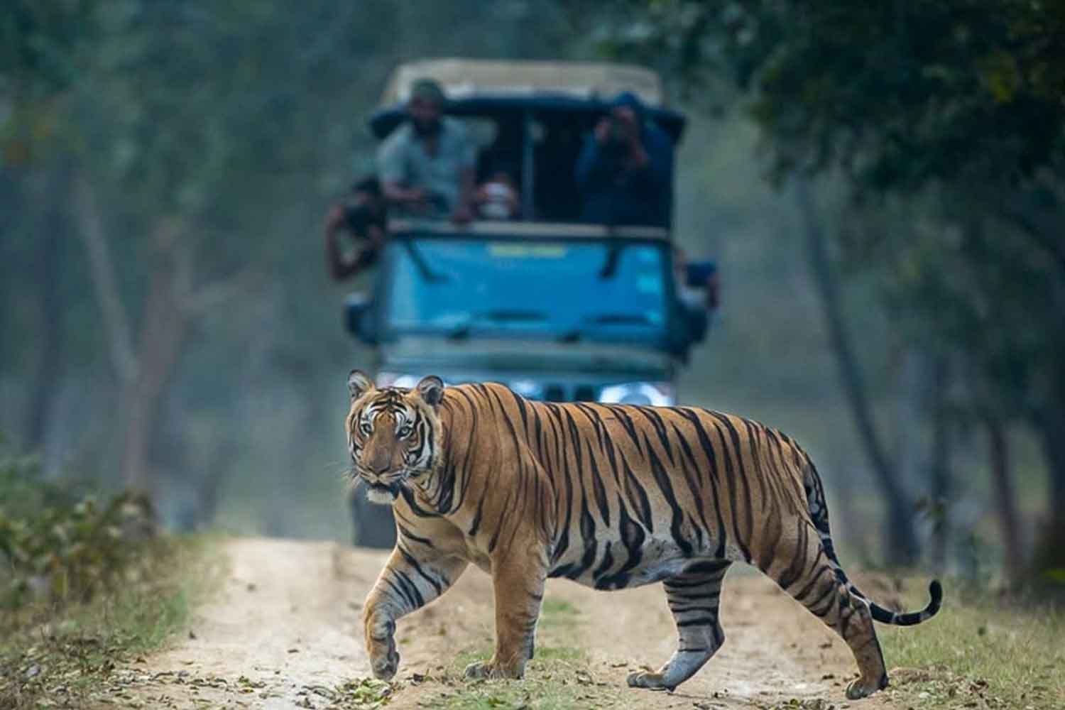 tiger safari coorg