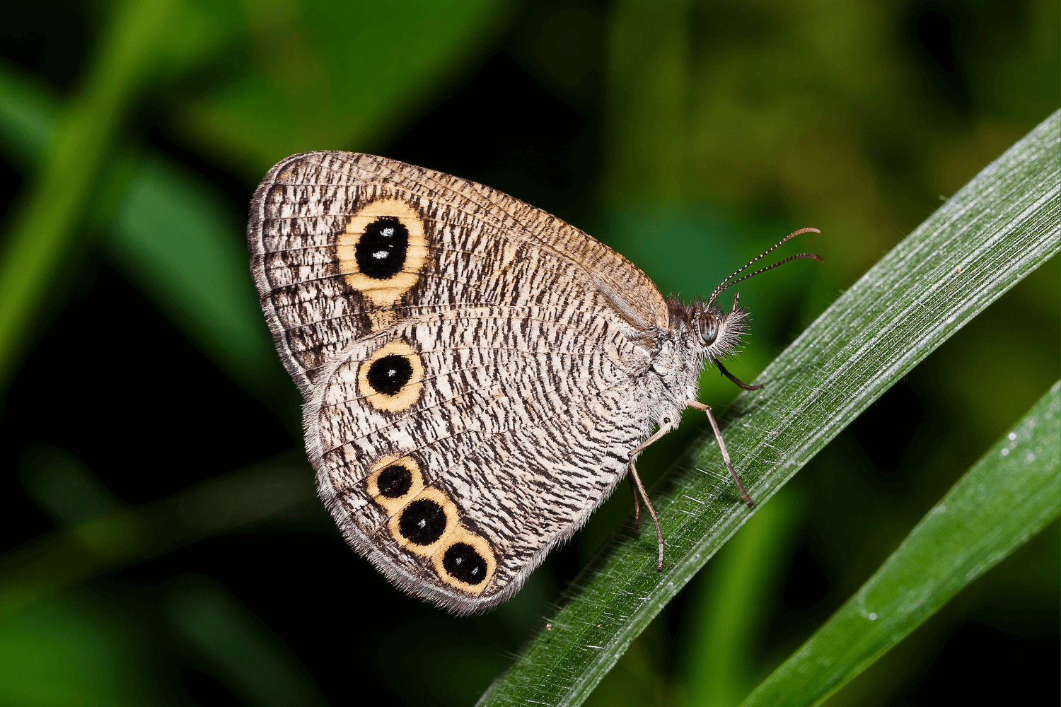 File:Mating pair of Ypthima huebneri (Kirby, 1871) - Common Four-ring (3)  WLB.jpg - Wikimedia Commons
