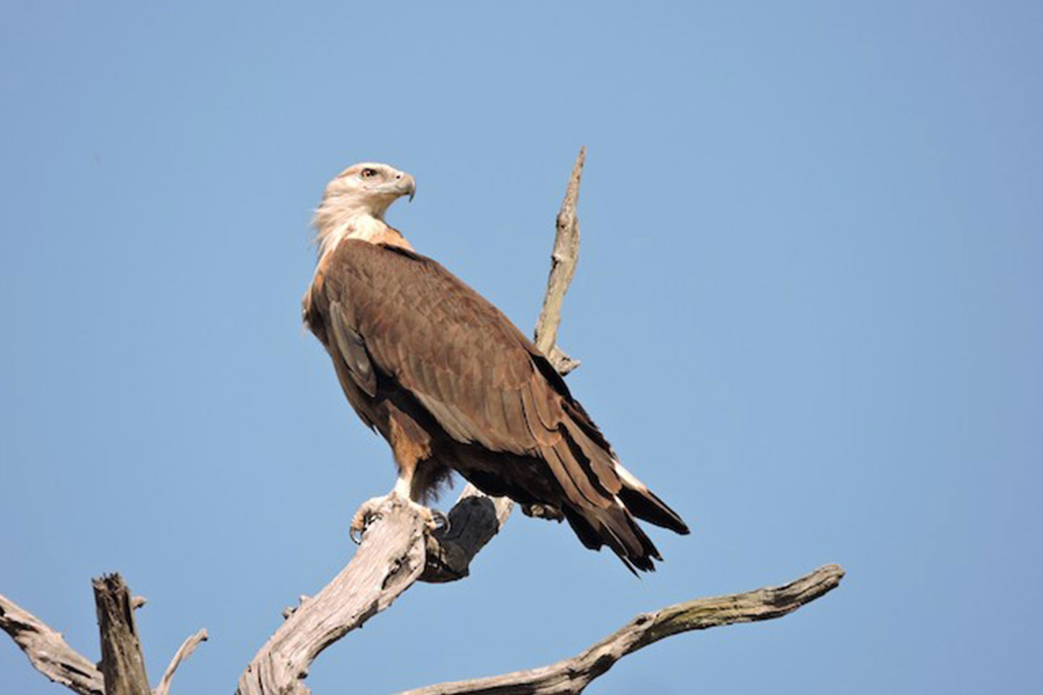 Wildlife and Photgraphy tour of Assam (07 Days #1039-FTO) | Asian ...