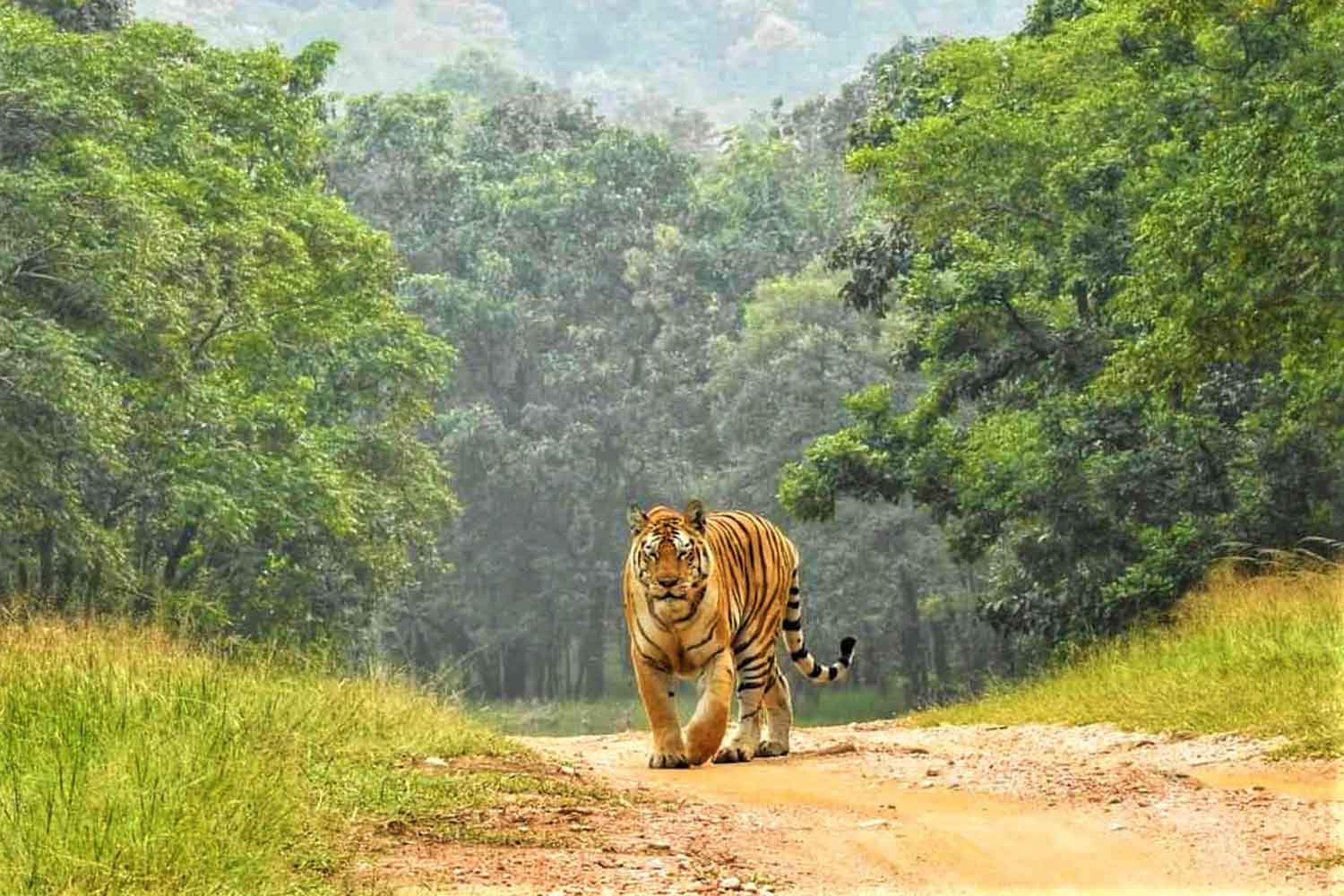 Asian Adventures India | Tiger Safari In Pench National Park | Wildlife  Tours Pench National Park
