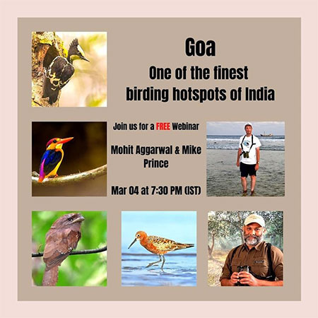 goa_one_of_the_finest_birding_hotspost_of_india